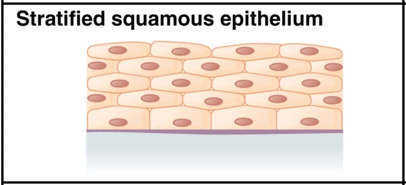 Stratified squamous epithelium — coloured teaching schematic