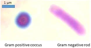 gram stain — reference view