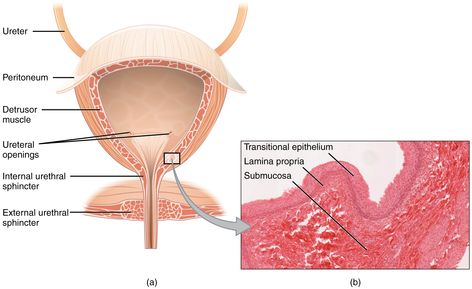 bladder: labelled anatomical figure. Original source colours and labels retained.