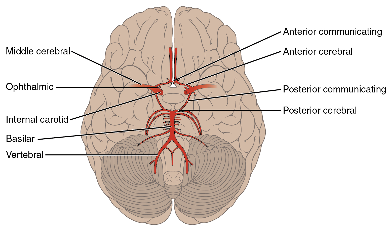 brain arteries: labelled anatomical figure. Original source colours and labels retained.