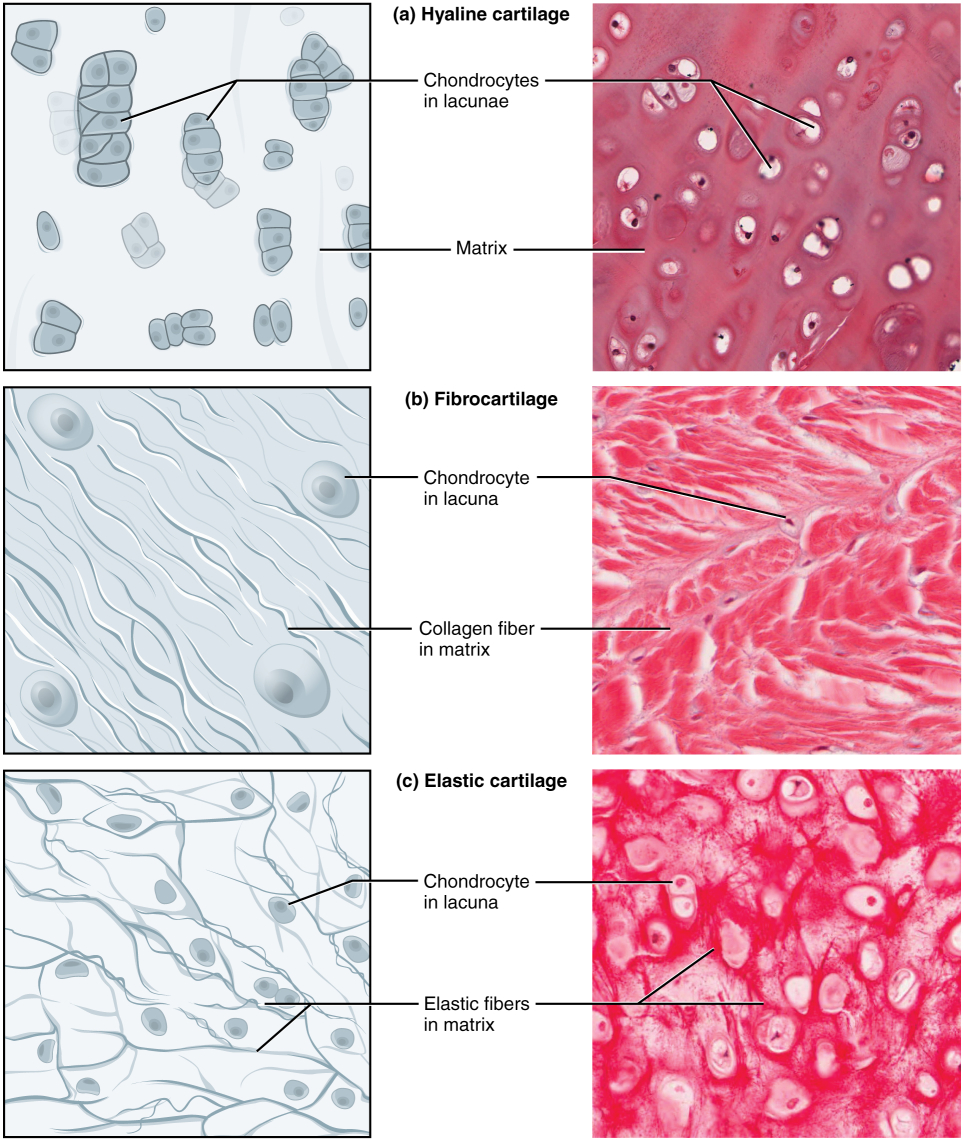 cartilage: labelled anatomical figure. Original source colours and labels retained.
