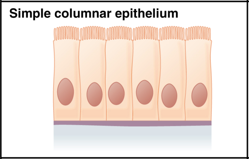 columnar: labelled anatomical figure. Original source colours and labels retained.