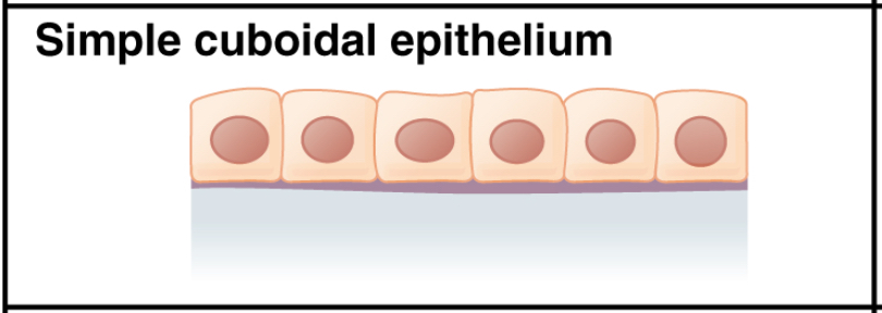 cuboidal: labelled anatomical figure. Original source colours and labels retained.