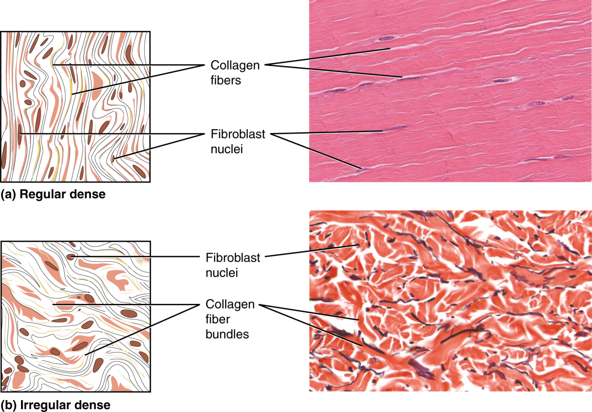 dense tissue: labelled anatomical figure. Original source colours and labels retained.