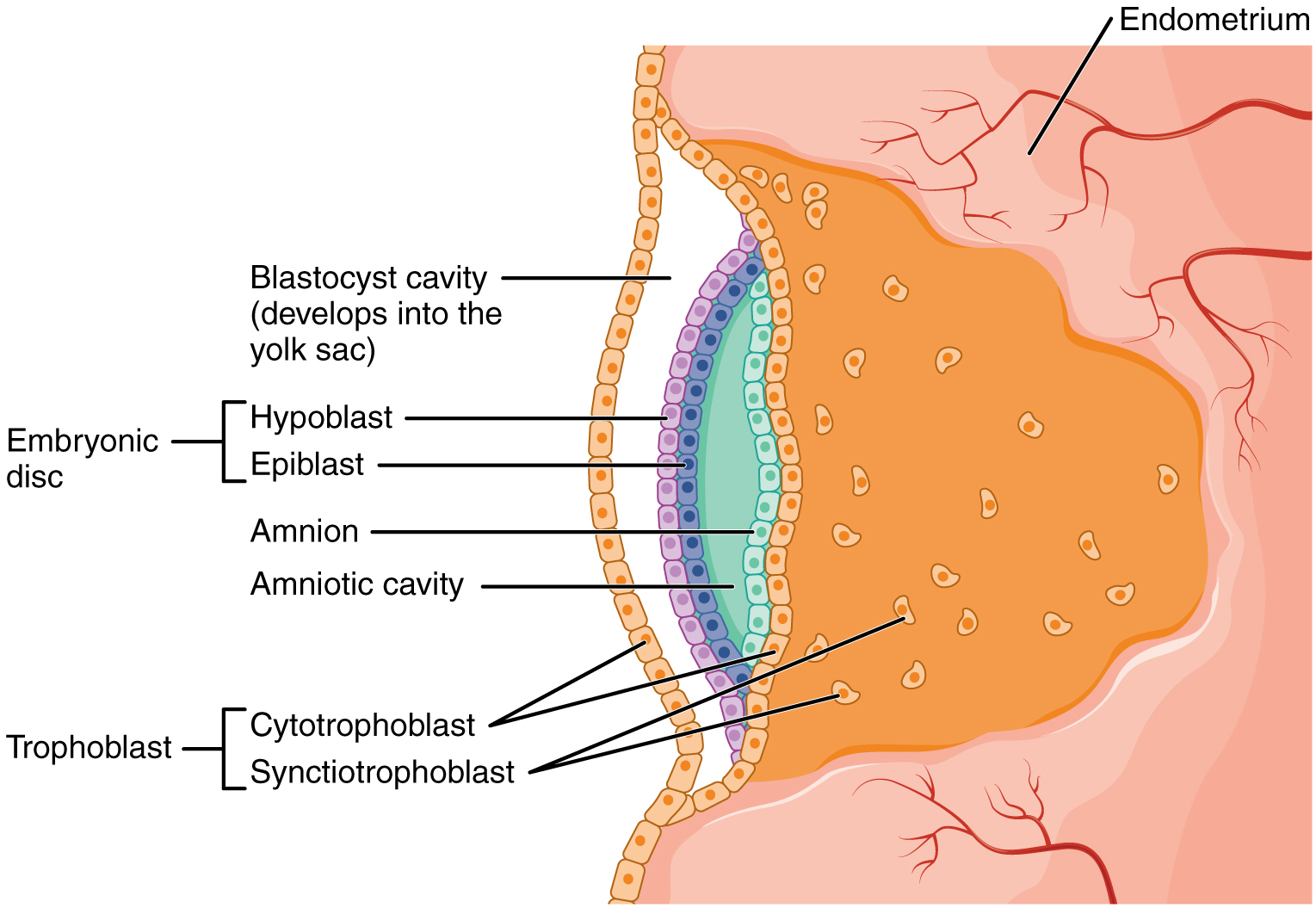 disc: labelled anatomical figure. Original source colours and labels retained.