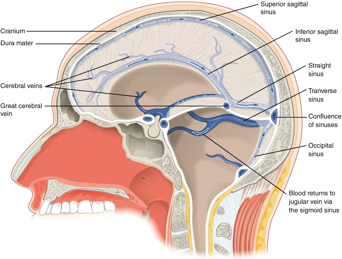 dural sinuses: labelled anatomical figure. Original source colours and labels retained.