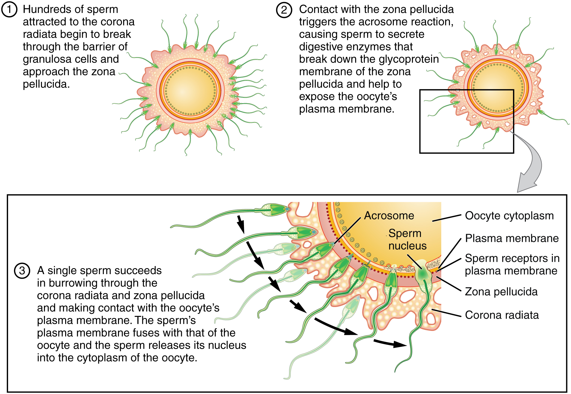 fertilization: labelled anatomical figure. Original source colours and labels retained.