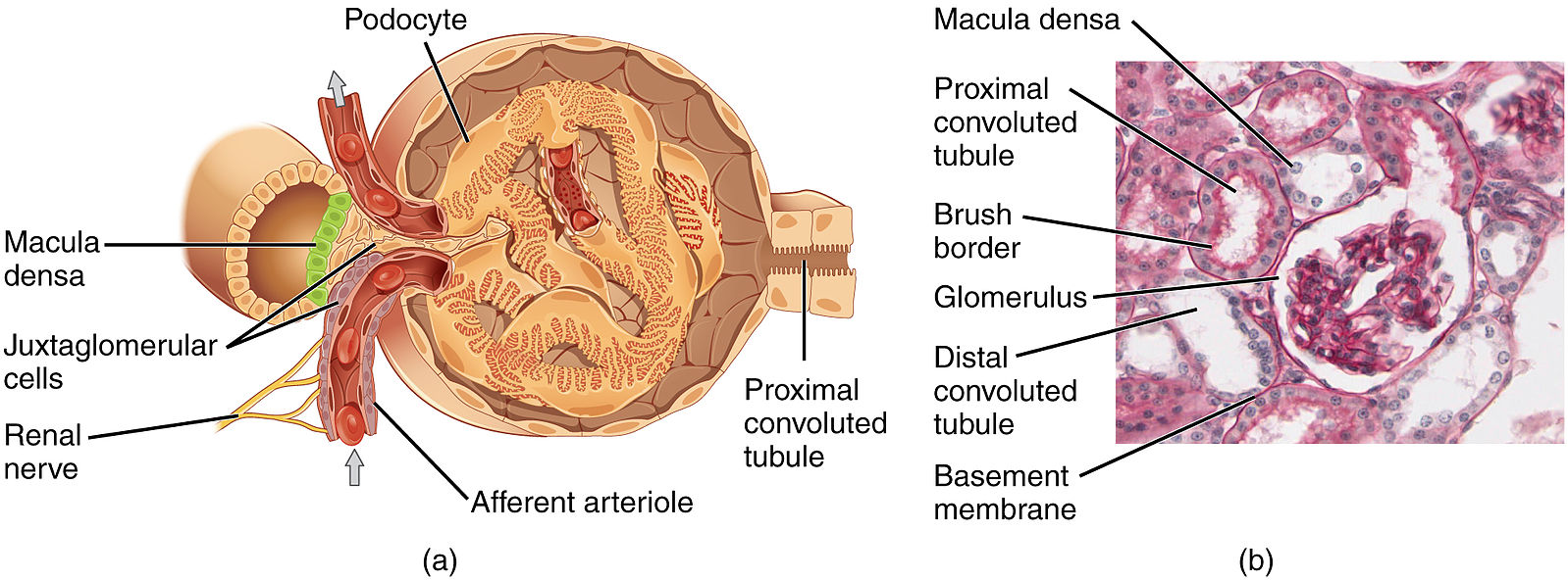 glomerulus: labelled anatomical figure. Original source colours and labels retained.