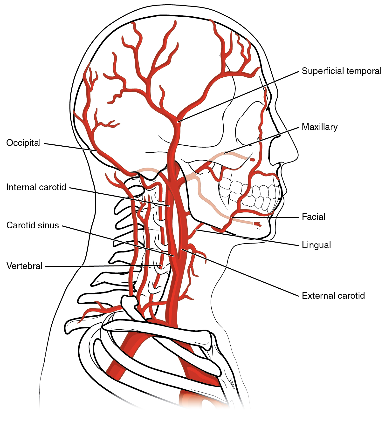 head arteries: labelled anatomical figure. Original source colours and labels retained.