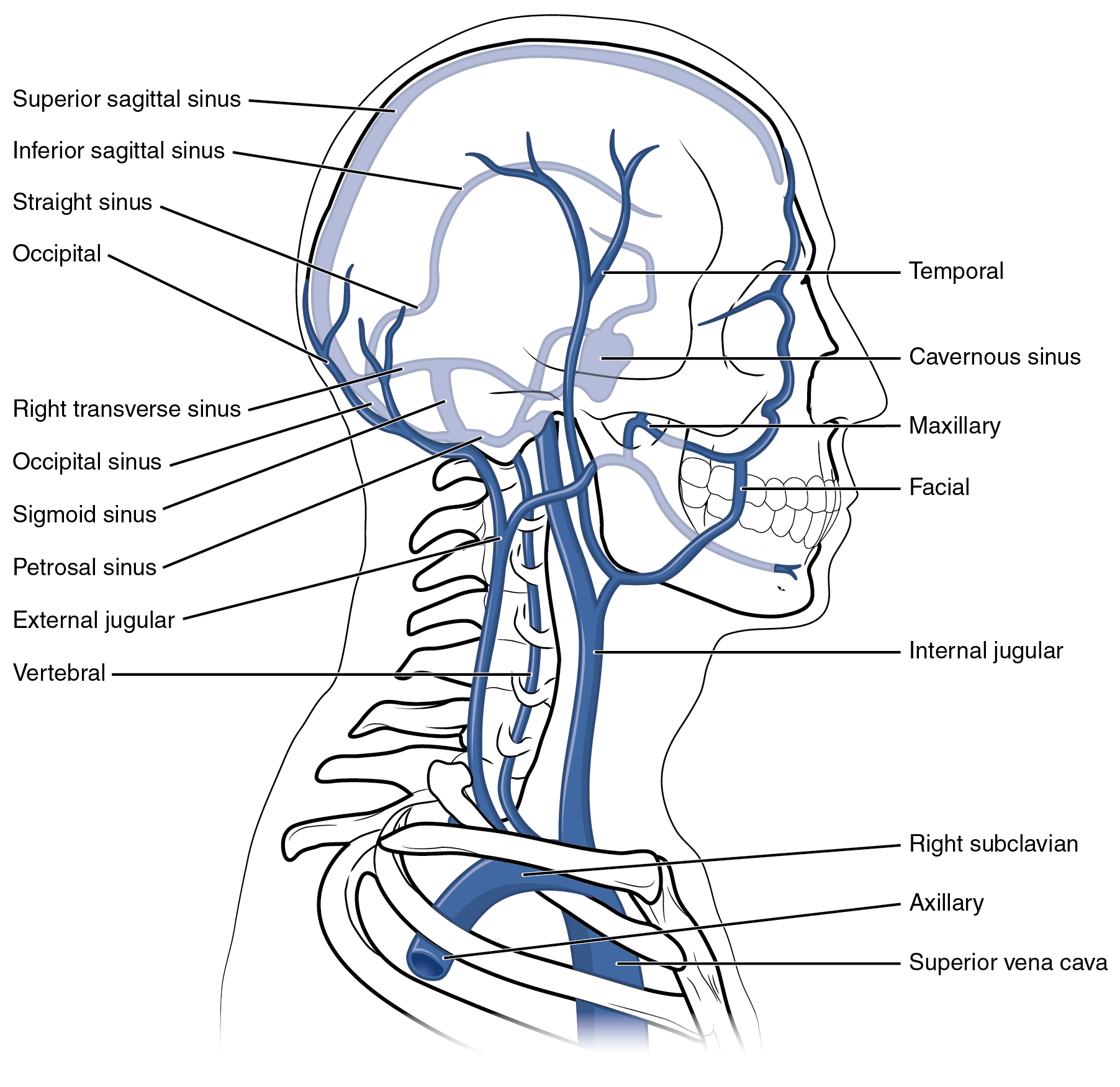 head veins: labelled anatomical figure. Original source colours and labels retained.