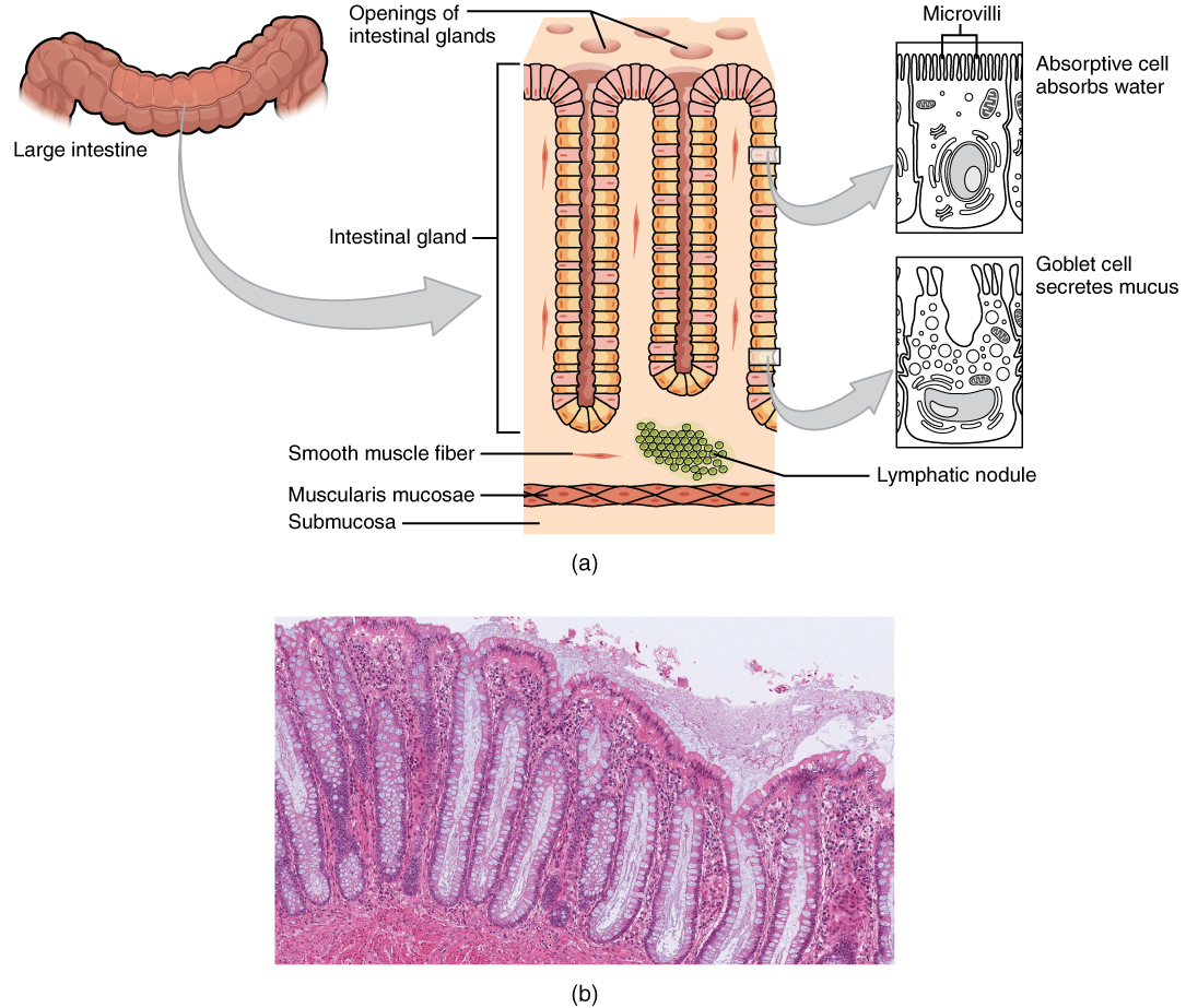 large intestine: labelled anatomical figure. Original source colours and labels retained.