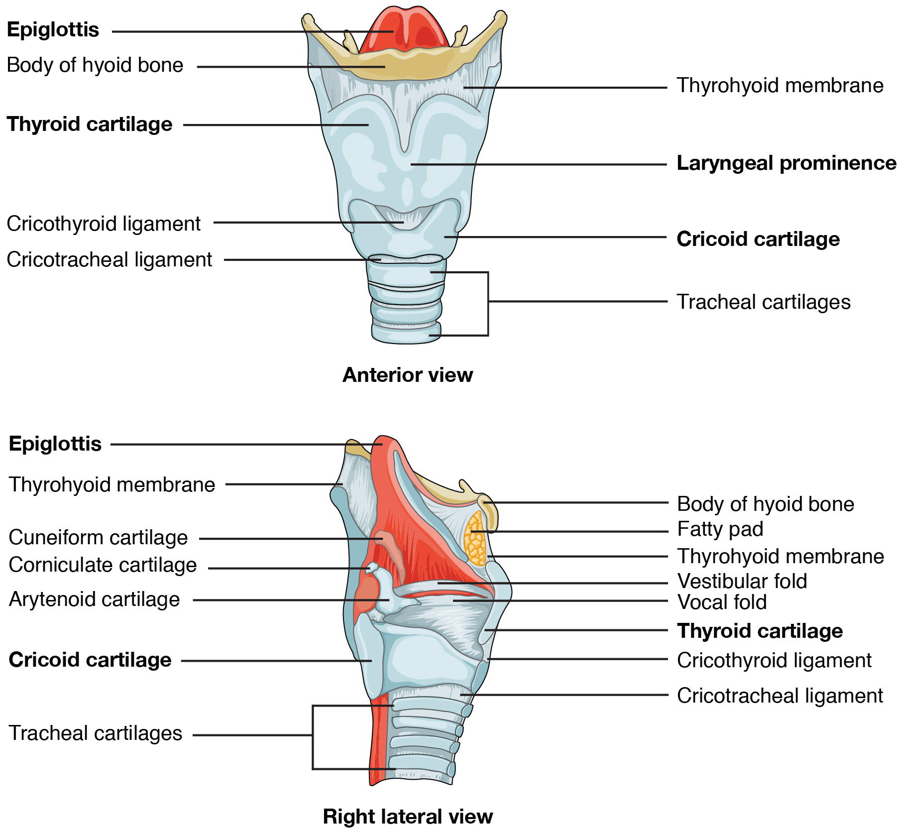 larynx: labelled anatomical figure. Original source colours and labels retained.