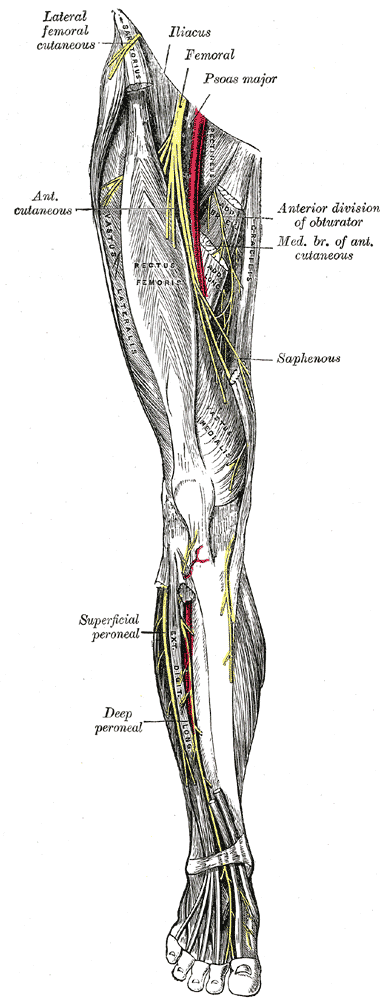 lower anterior nerves: original labelled anatomical illustration.