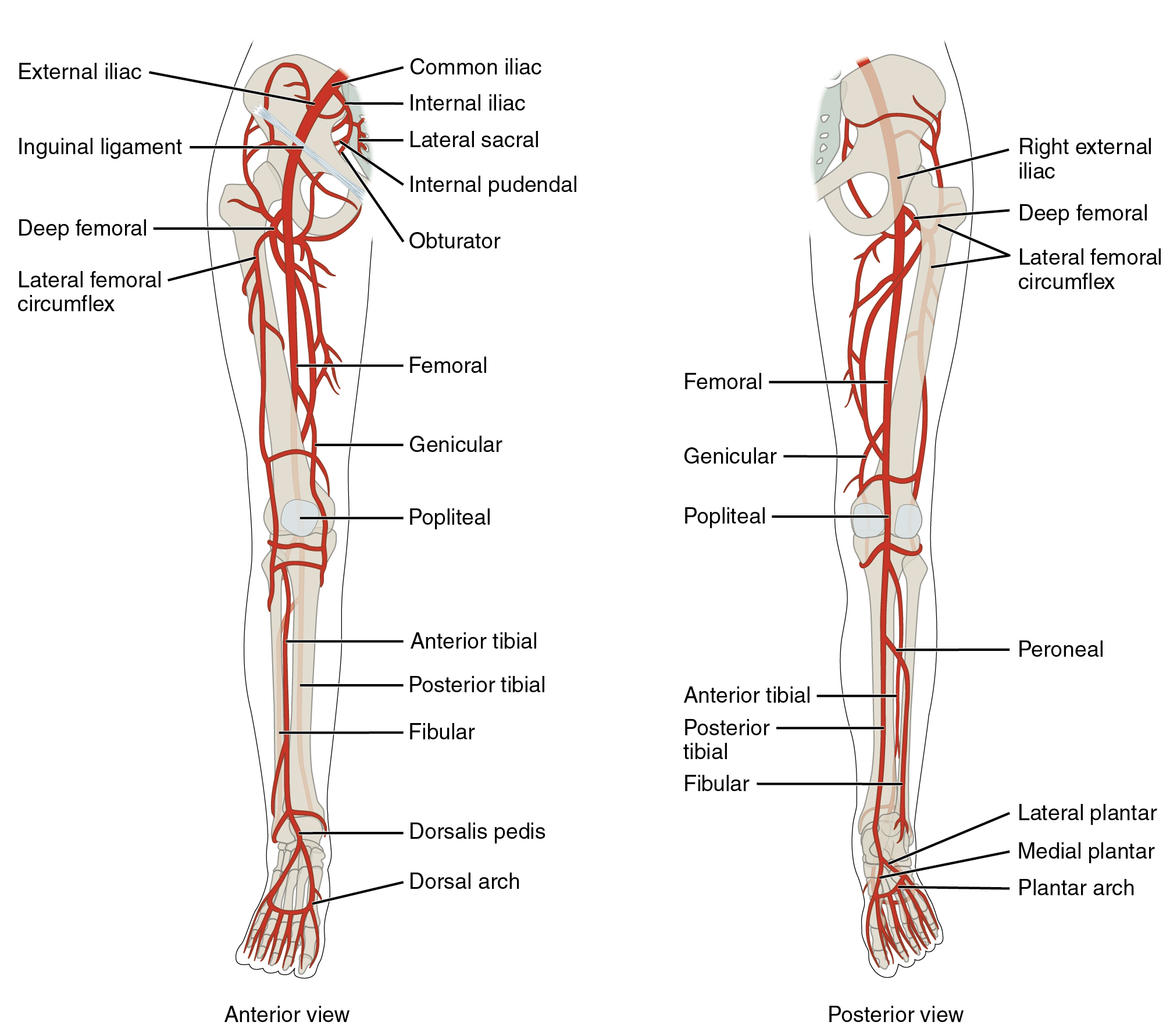 lower arteries: labelled anatomical figure. Original source colours and labels retained.