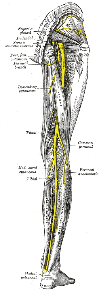lower posterior nerves: original labelled anatomical illustration.