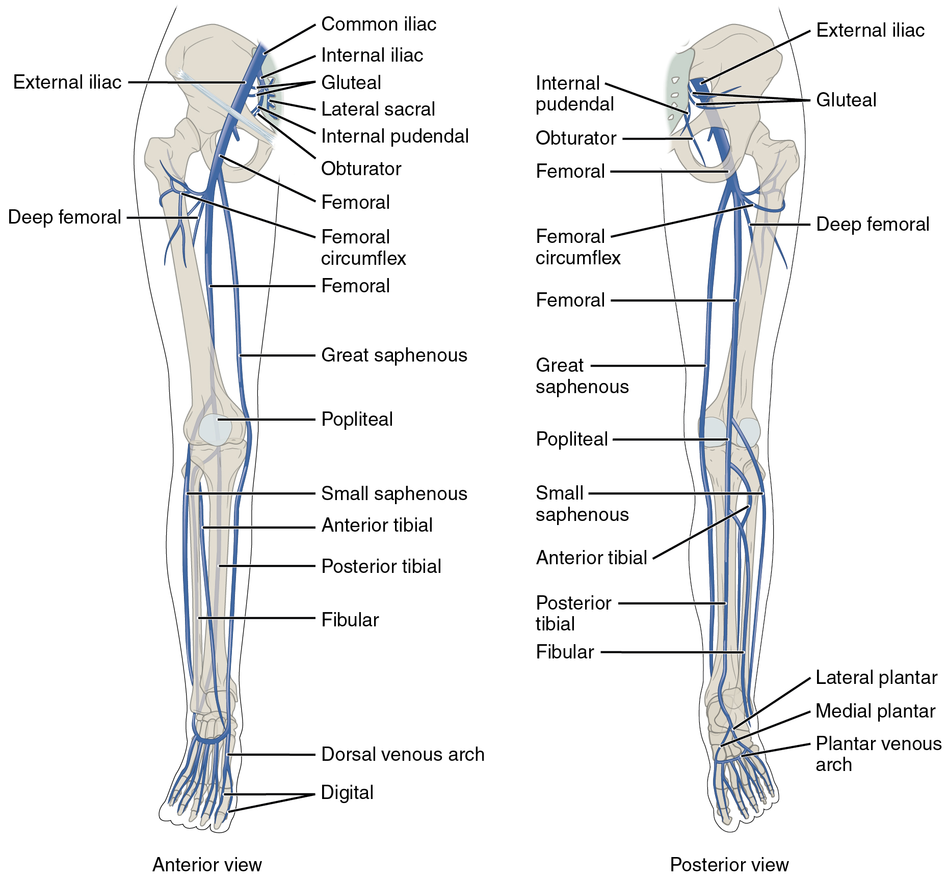 lower veins: labelled anatomical figure. Original source colours and labels retained.