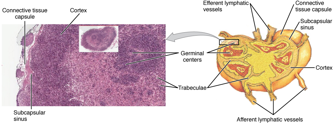 lymph node: labelled anatomical figure. Original source colours and labels retained.