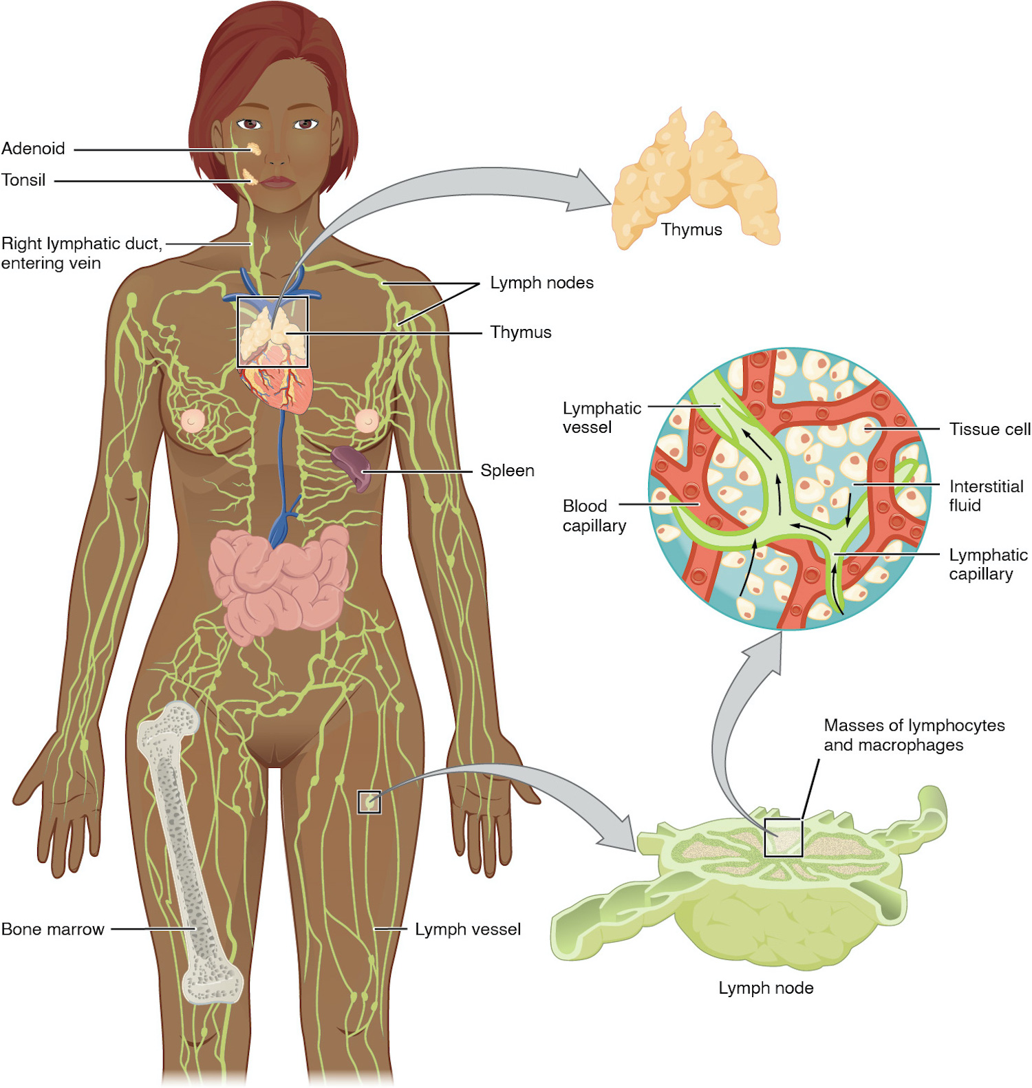 Lymphatic anatomy, including cervical node groups in regional context. Original figure labels retained.