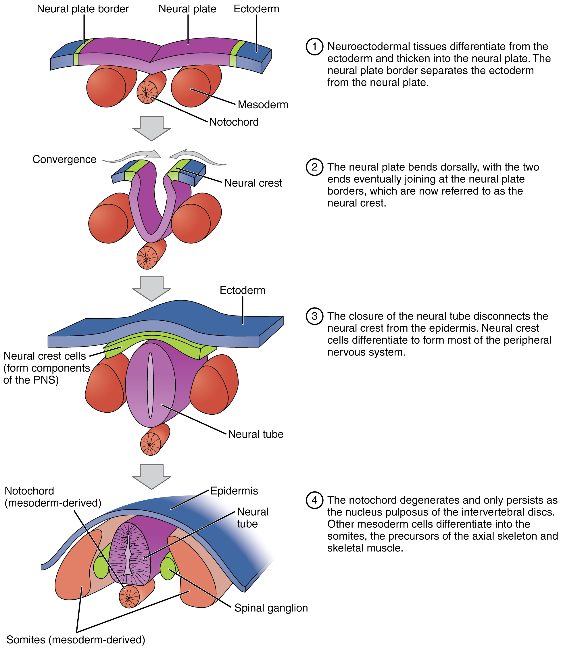 neurulation: labelled anatomical figure. Original source colours and labels retained.