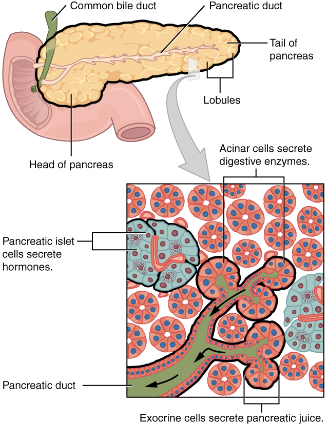 pancreas: labelled anatomical figure. Original source colours and labels retained.
