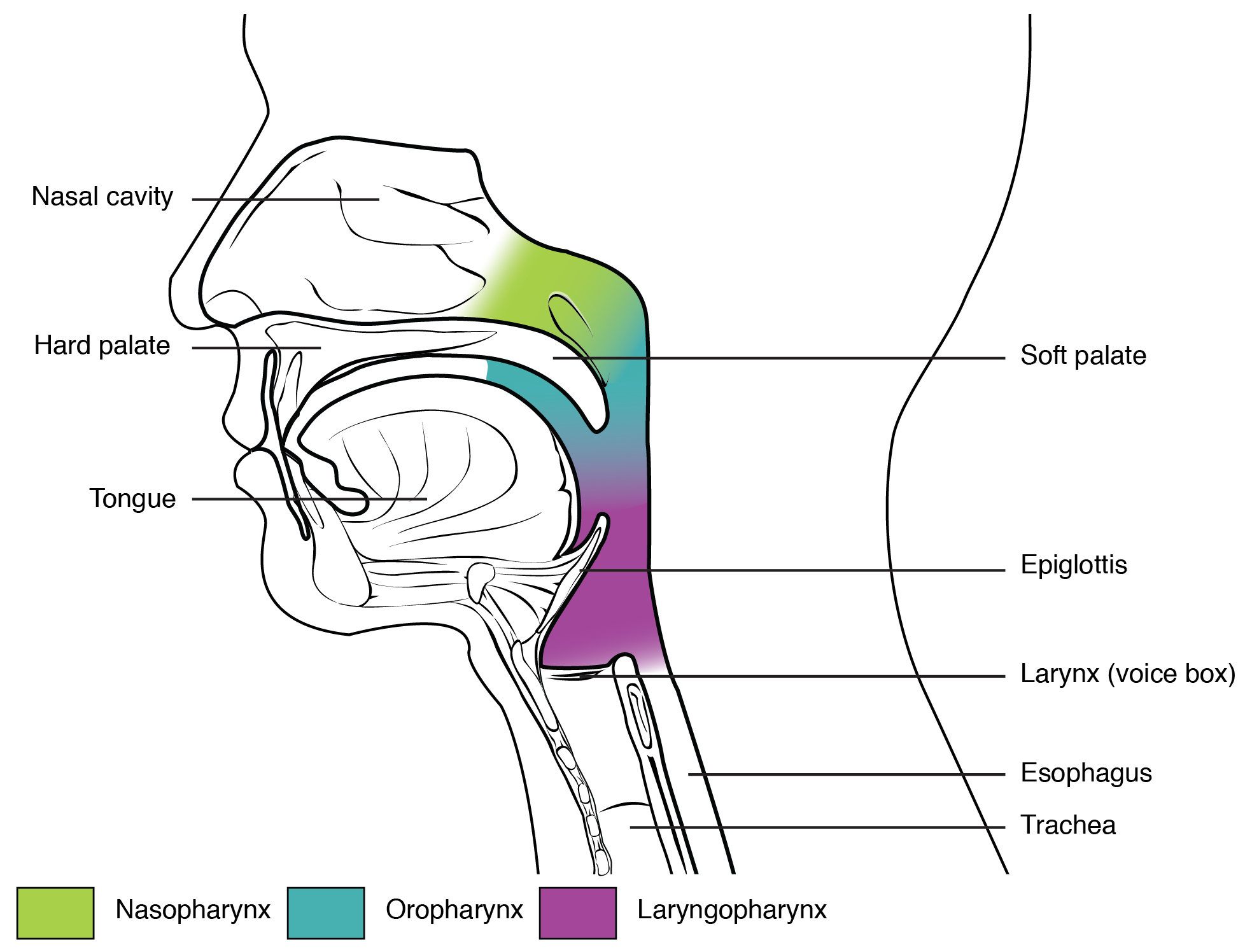 pharynx: labelled anatomical figure. Original source colours and labels retained.