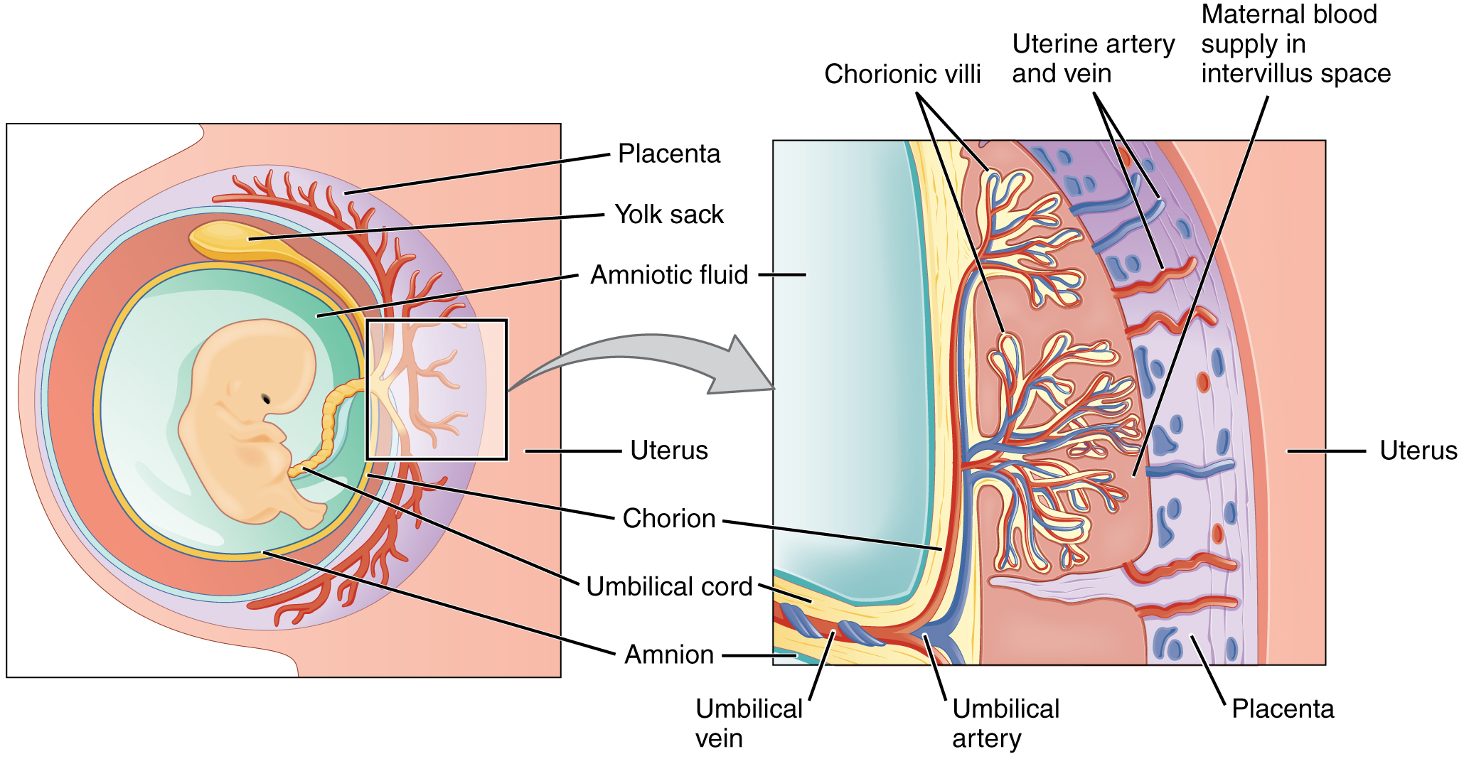 placenta: labelled anatomical figure. Original source colours and labels retained.