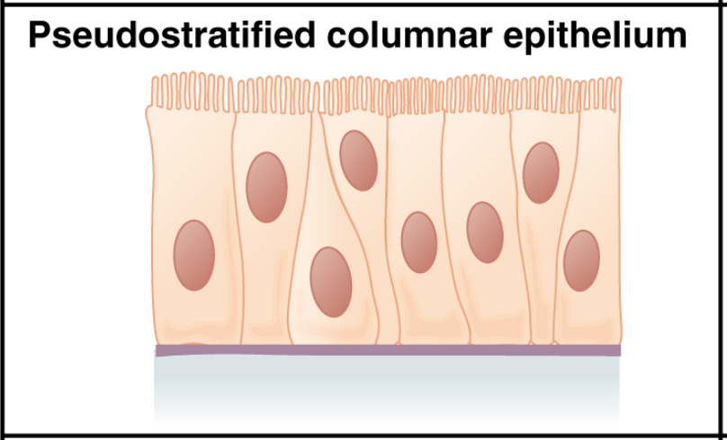 pseudostratified: labelled anatomical figure. Original source colours and labels retained.
