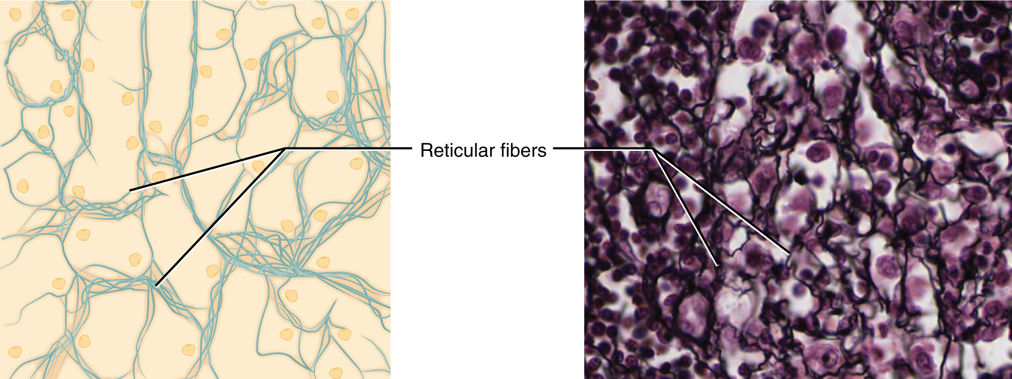 reticular: labelled anatomical figure. Original source colours and labels retained.