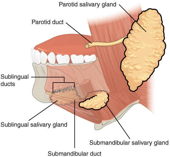salivary: labelled anatomical figure. Original source colours and labels retained.