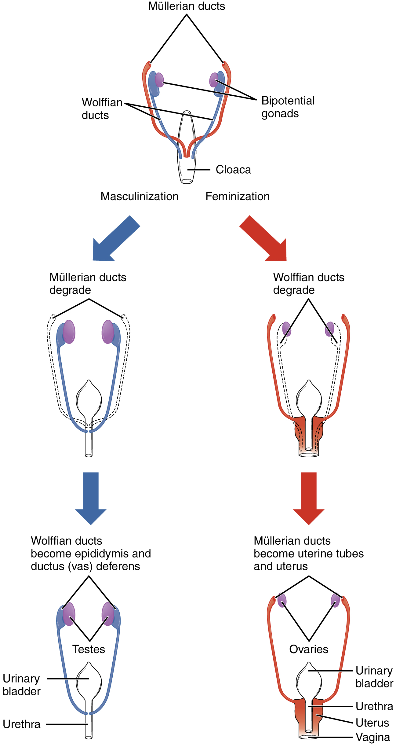 sex differentiation: labelled anatomical figure. Original source colours and labels retained.