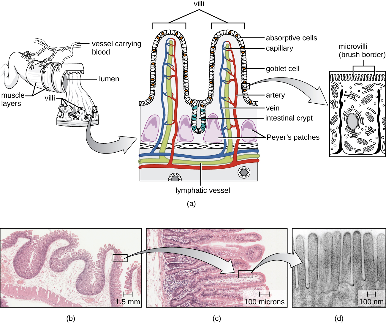 small intestine: labelled anatomical figure. Original source colours and labels retained.