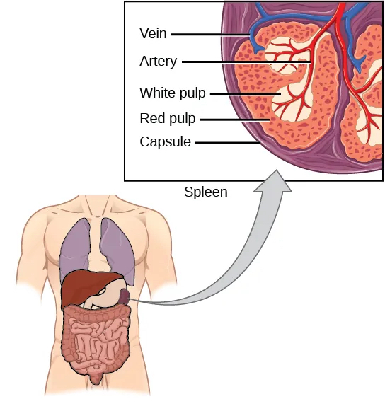 spleen: labelled anatomical figure. Original source colours and labels retained.