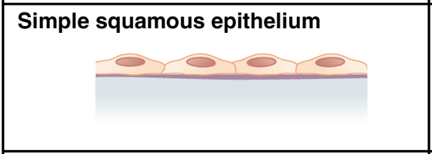 squamous: labelled anatomical figure. Original source colours and labels retained.