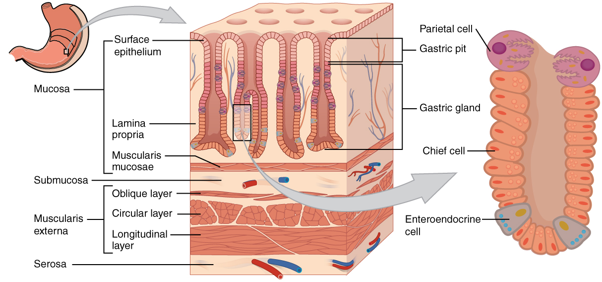 stomach: labelled anatomical figure. Original source colours and labels retained.