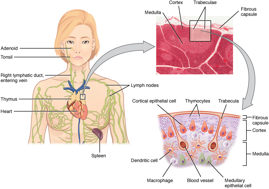 thymus: labelled anatomical figure. Original source colours and labels retained.