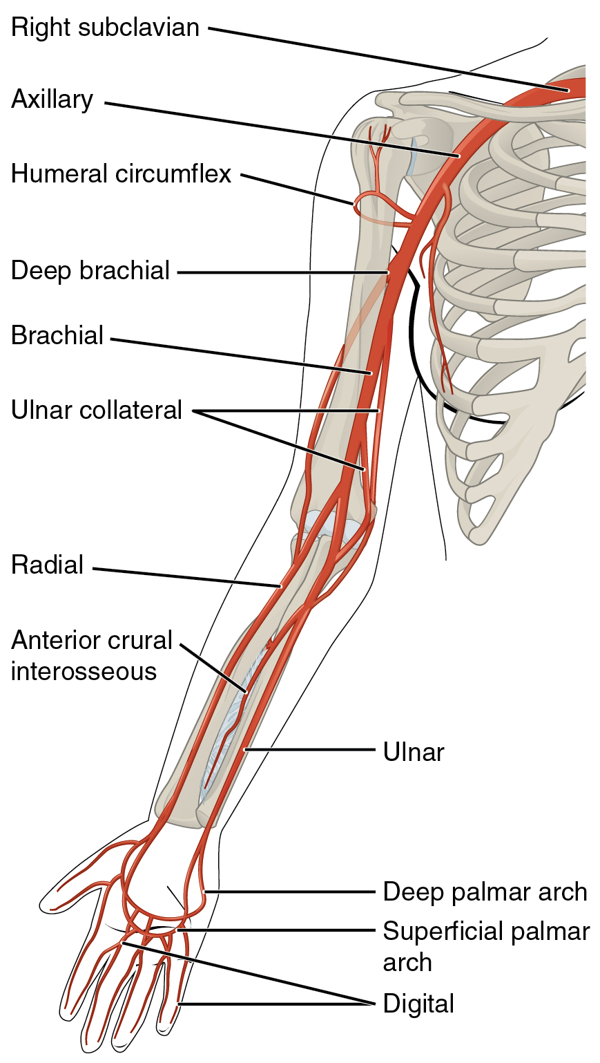 upper arteries: labelled anatomical figure. Original source colours and labels retained.