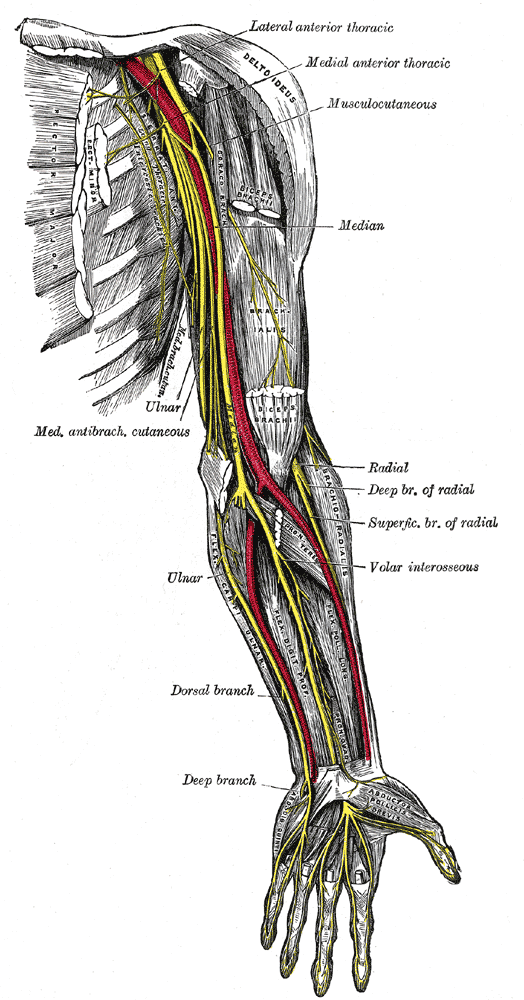 upper nerves: original labelled anatomical illustration.