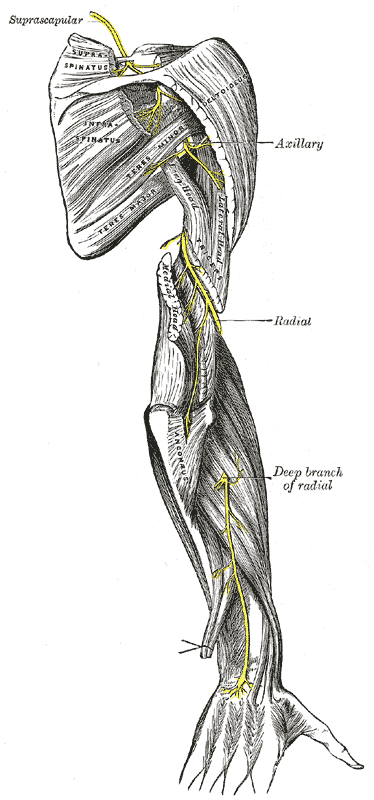 upper posterior nerves: original labelled anatomical illustration.