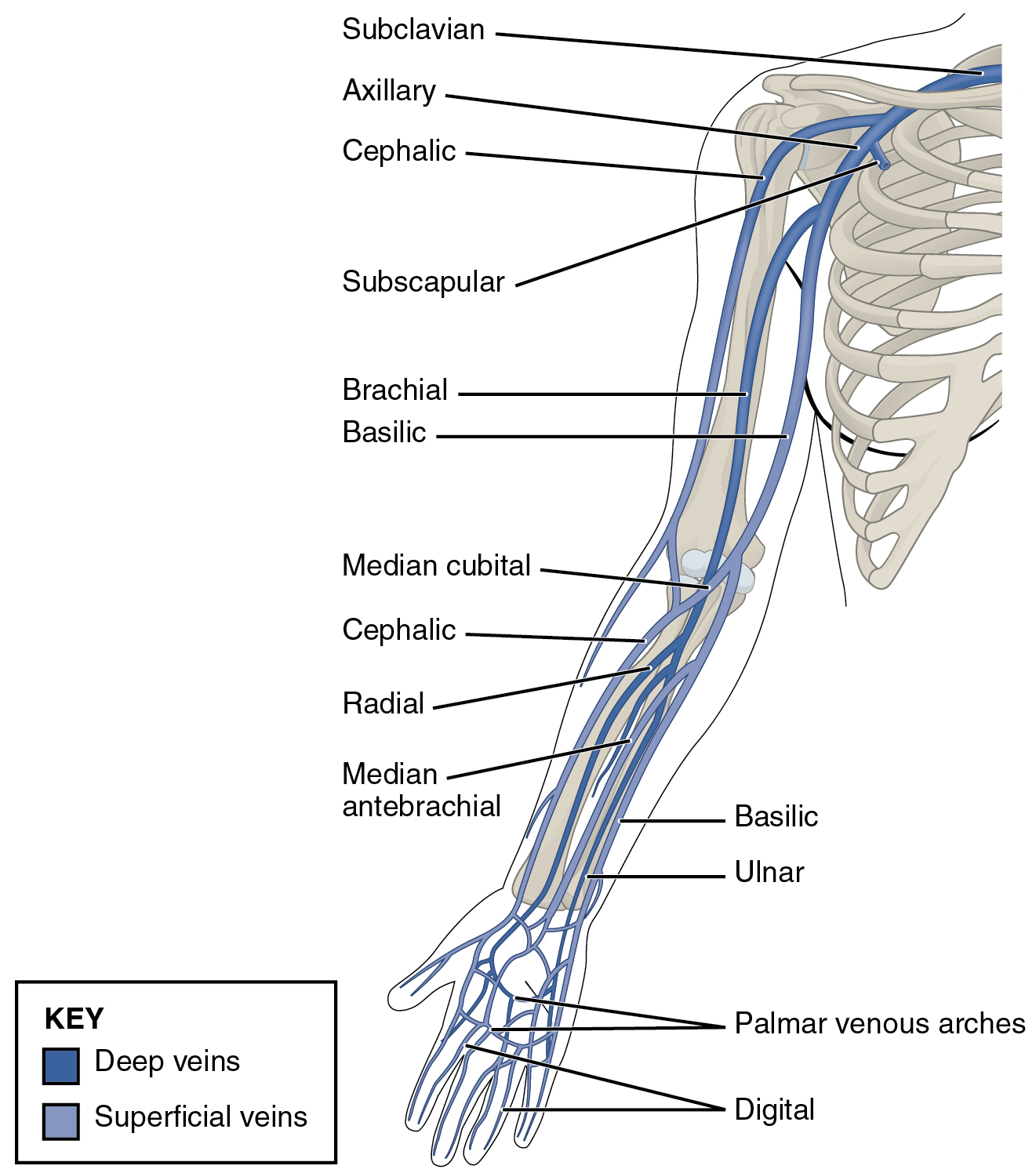 upper veins: labelled anatomical figure. Original source colours and labels retained.