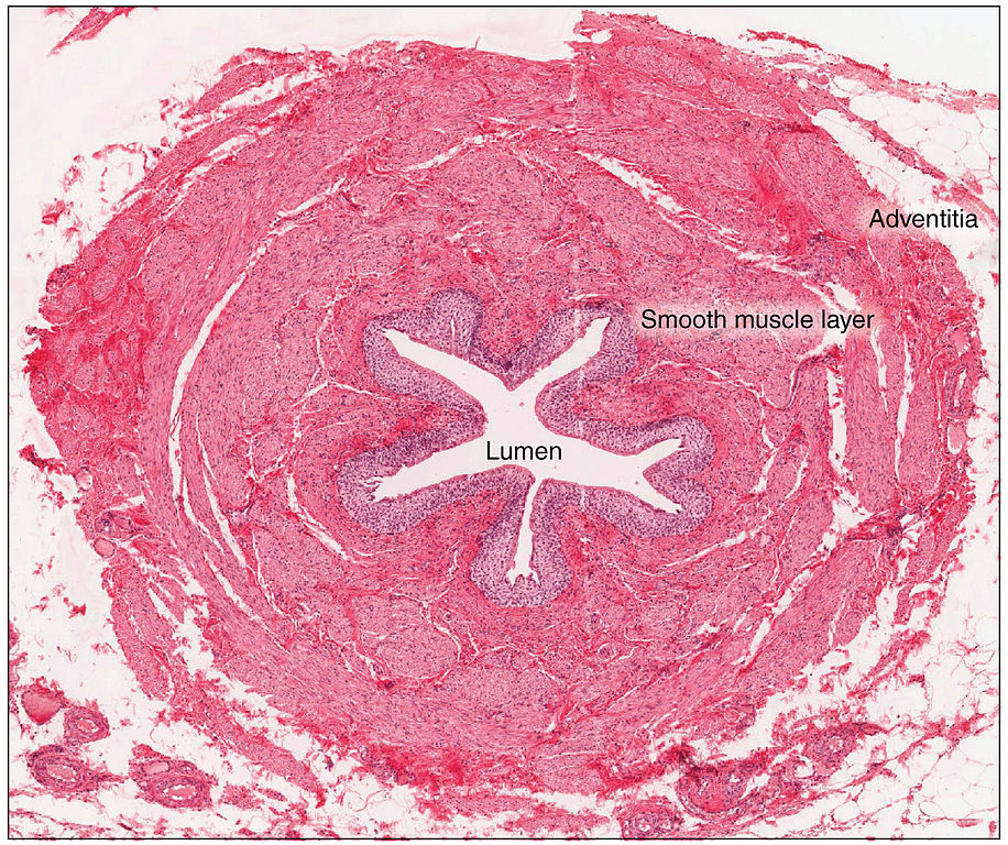 ureter: labelled anatomical figure. Original source colours and labels retained.