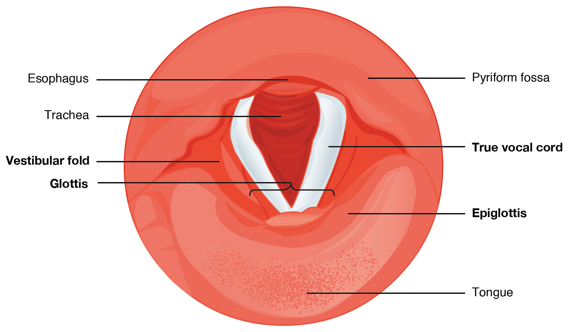 vocal cords: labelled anatomical figure. Original source colours and labels retained.