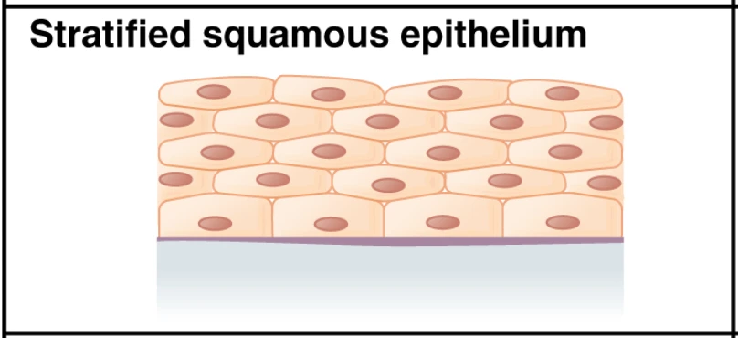 Stratified squamous epithelium — coloured teaching schematic