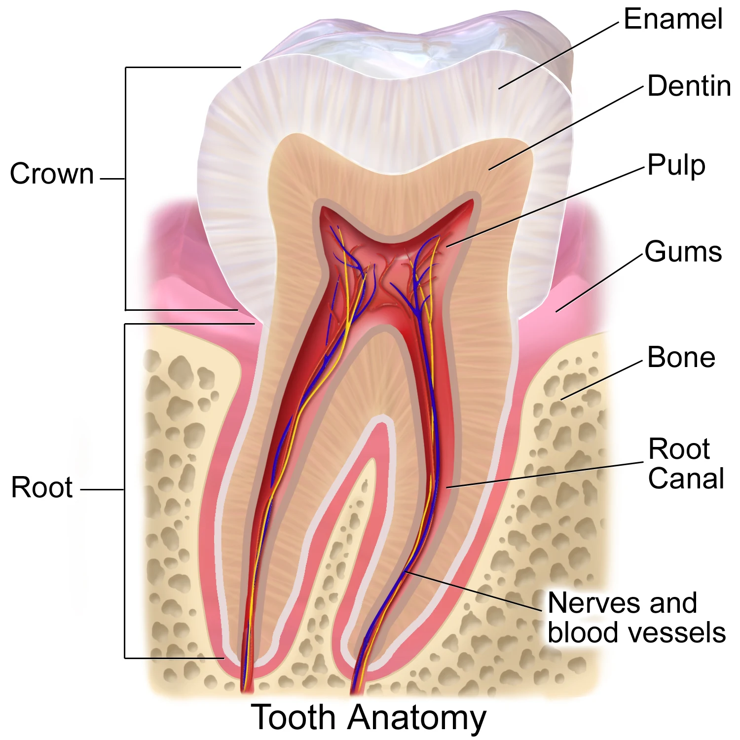 Tooth anatomy — coloured teaching schematic