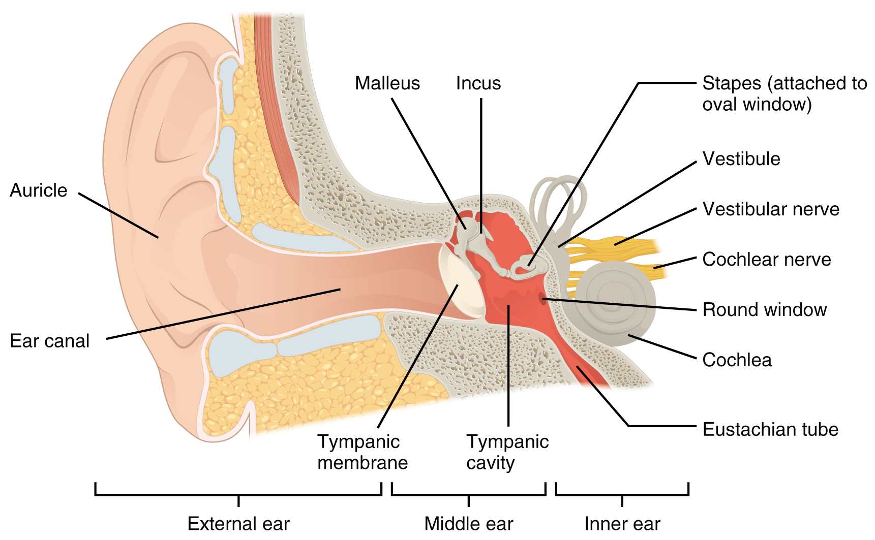 Auricle (pinna): magnified reference view with a numbered learning marker. The complete original plate is available in the next view.