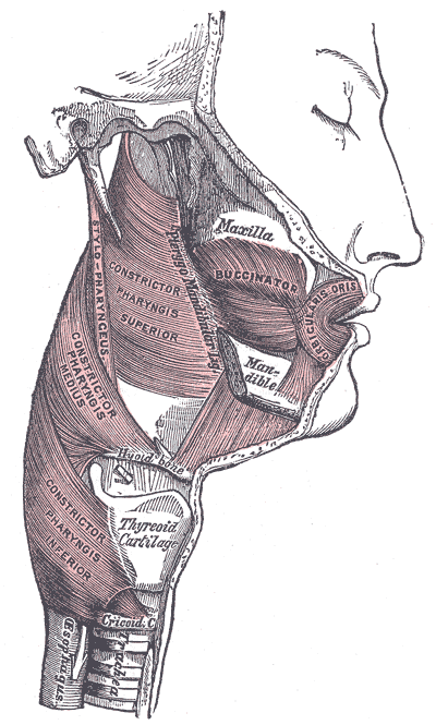 Pharyngeal constrictor muscles: magnified reference view with a numbered learning marker. The complete original plate is available in the next view.