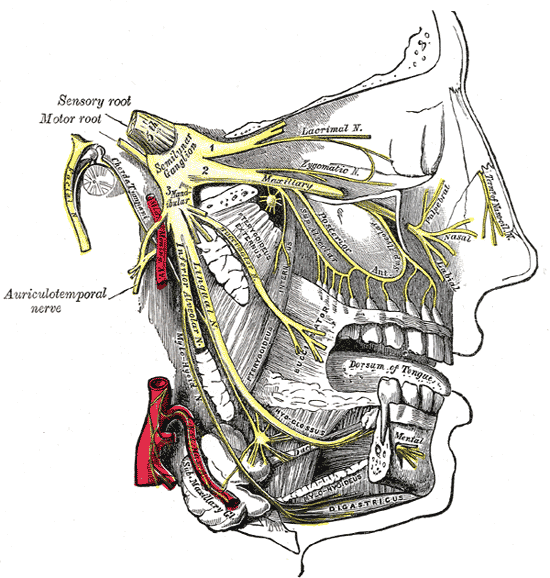 Maxillary division (V2): magnified reference view with a numbered learning marker. The complete original plate is available in the next view.