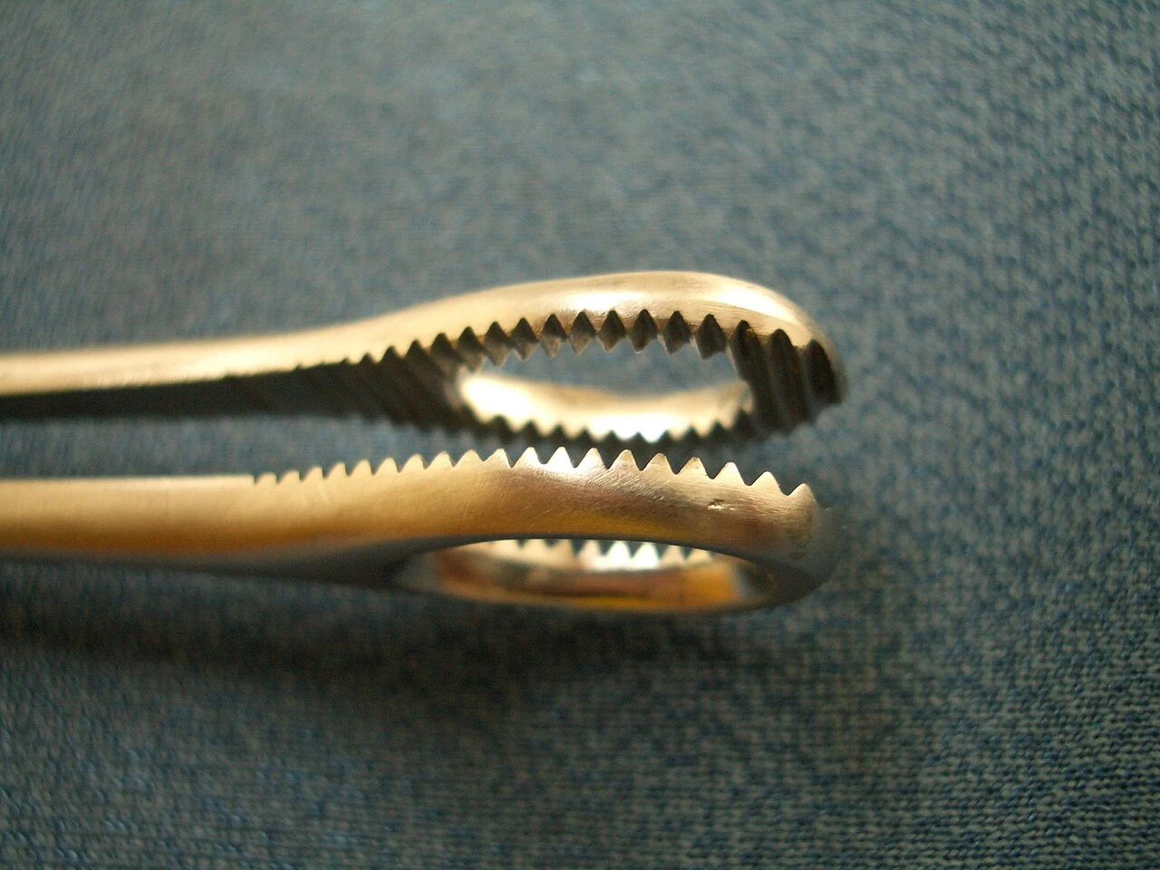 Close view of the oval jaws of Rampley sponge-holding forceps.